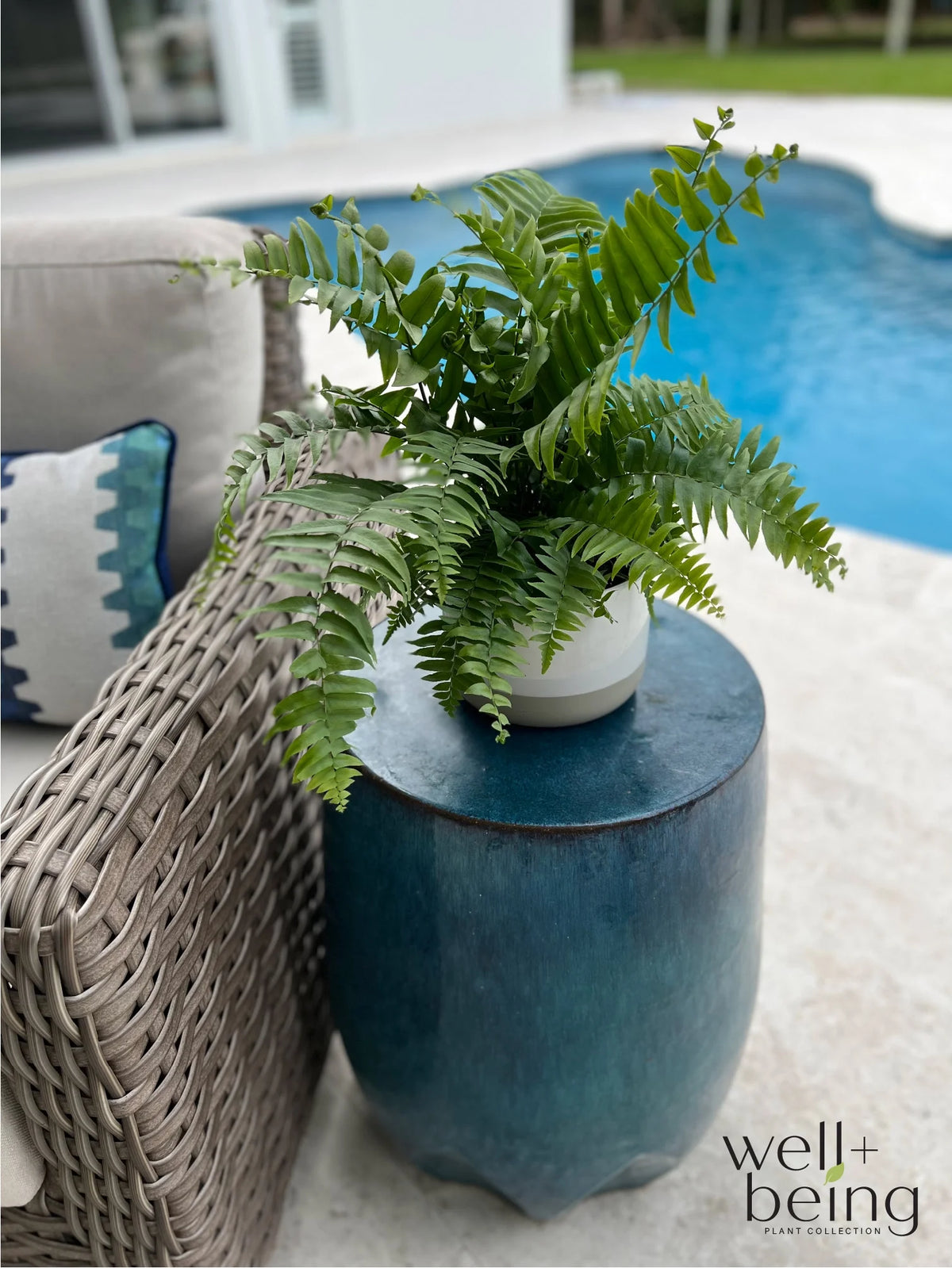 Live Plant in Grower Pot O50988