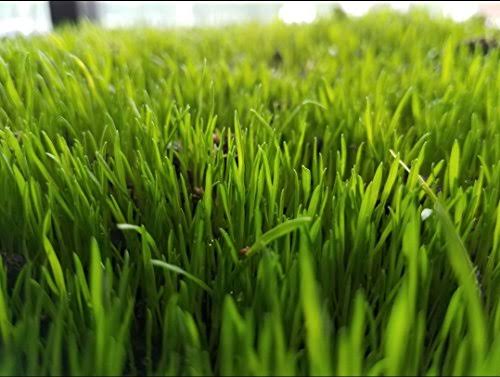 Centipede Grass Seed 1 lb Coated Seeds F435075