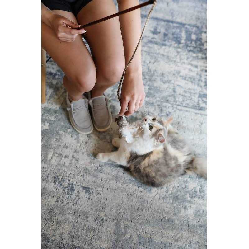 Cat Toy O8855
