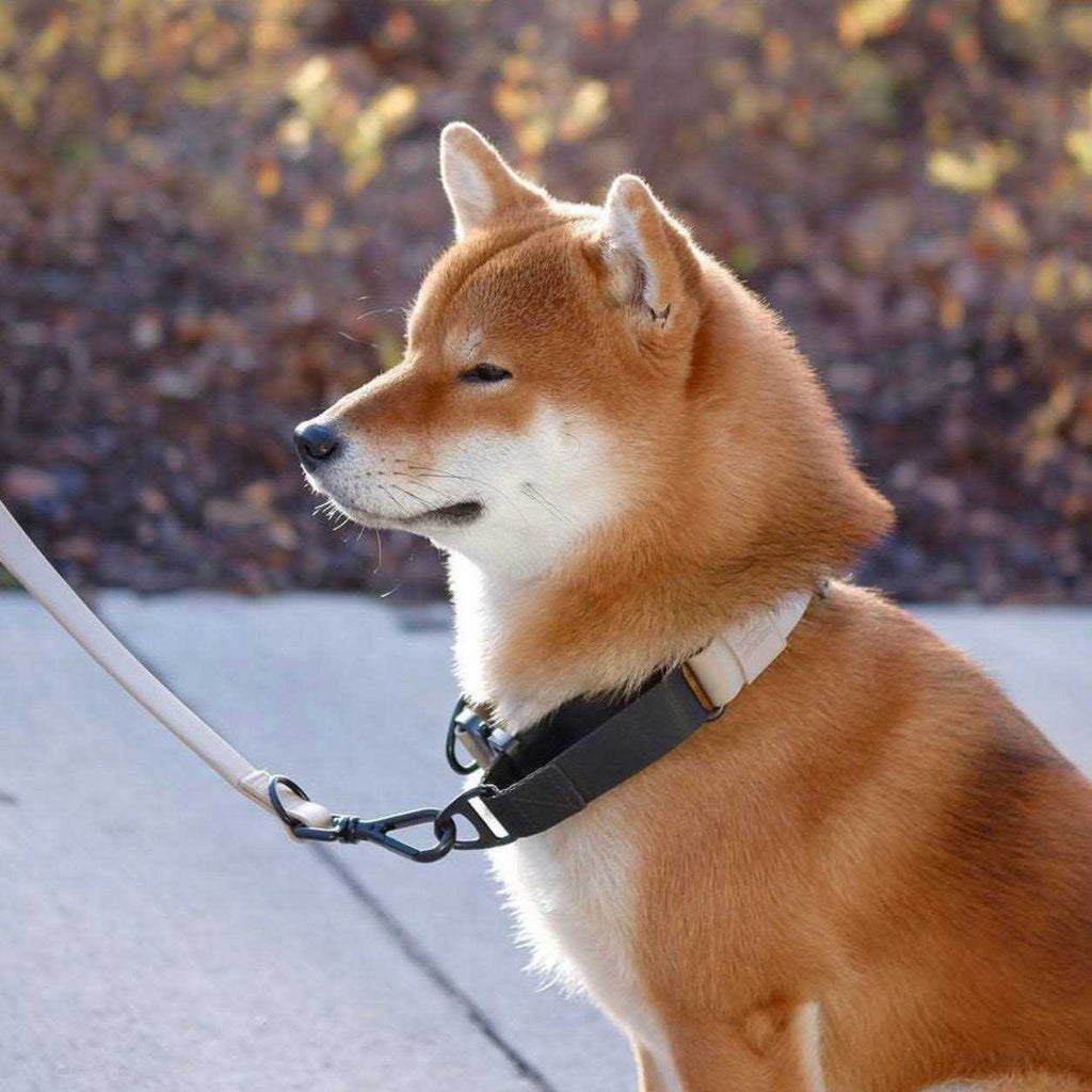 Waterproof Martingale Collar O9643