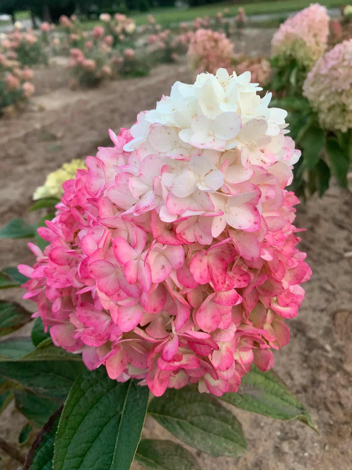 Hydrangea K829199
