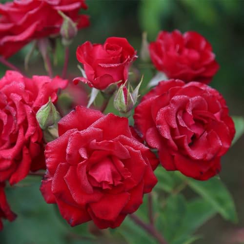 Red Climbing Rose Live Rose Bush N30436
