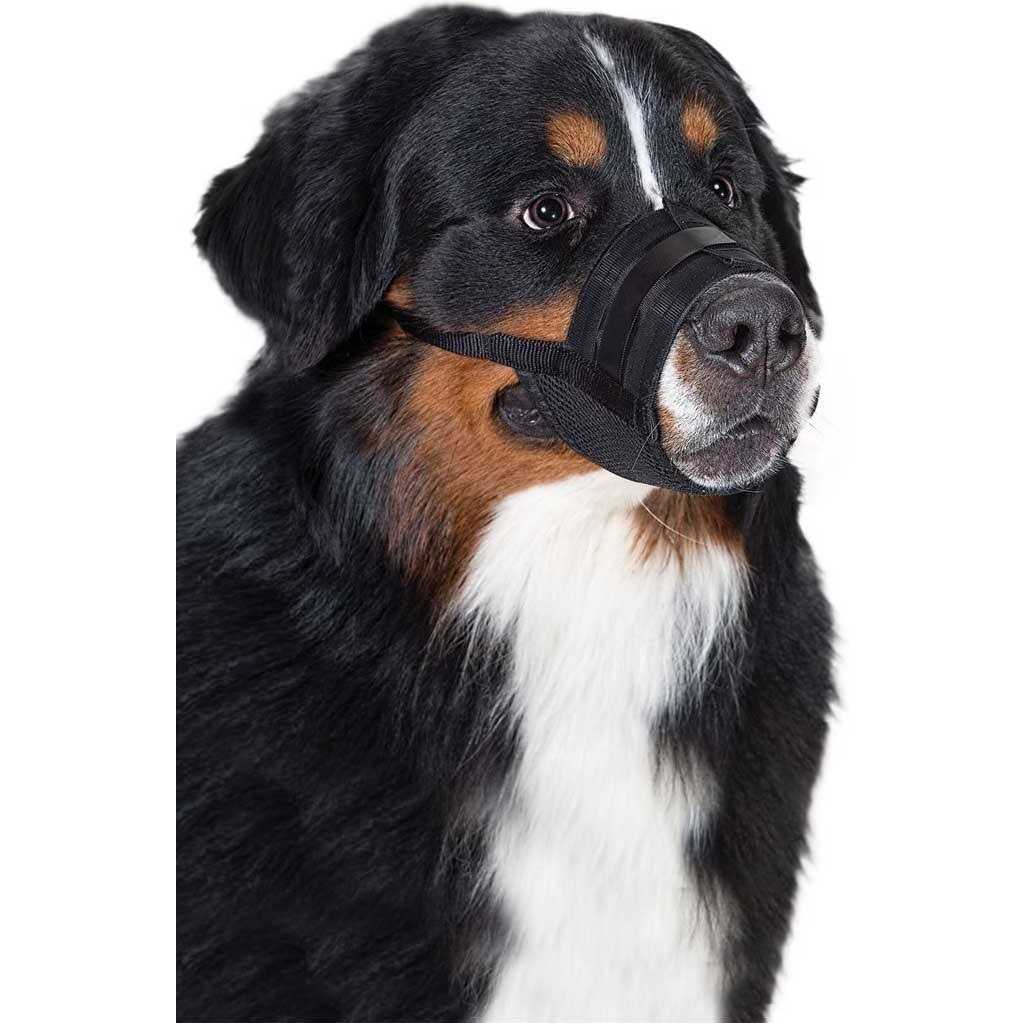 Dog Muzzle T45883