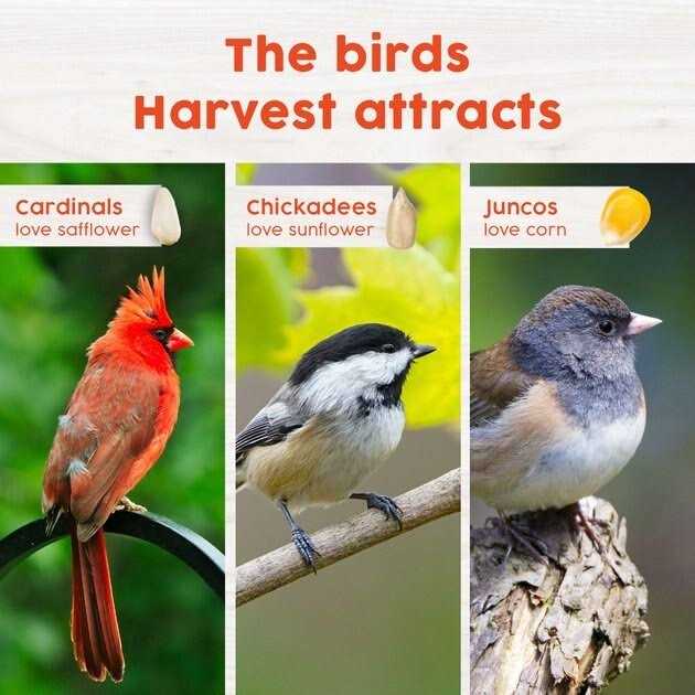 Hot Pepper Wild Bird Food X4313