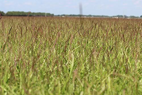 Centipede Grass Seed 1 lb Coated Seeds F435075