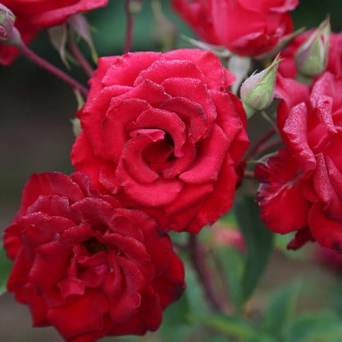 Red Climbing Rose Live Rose Bush N30436