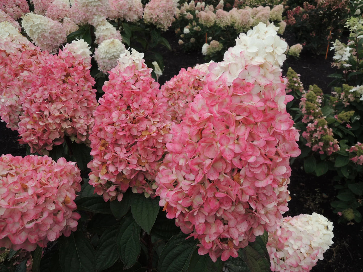 Hydrangea K829199