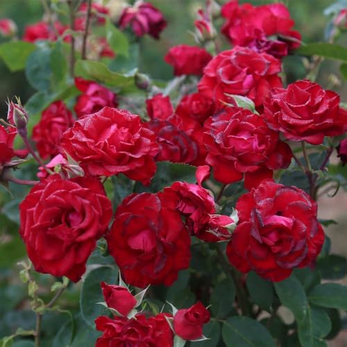 Red Climbing Rose Live Rose Bush N30436