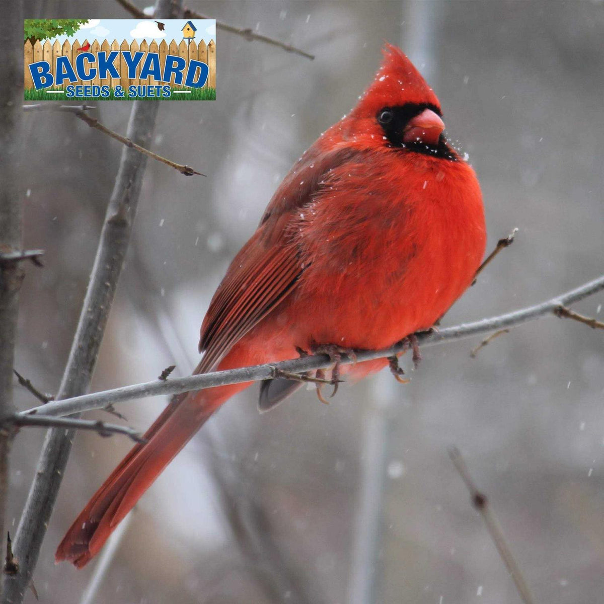 Safflower Bird Seed K43965