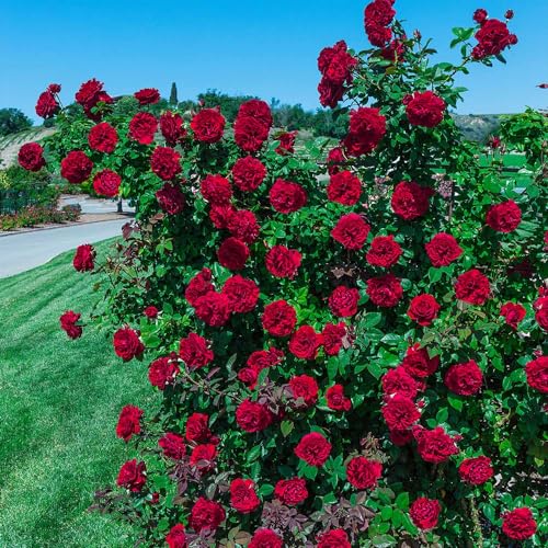 Red Climbing Rose Live Rose Bush N30436