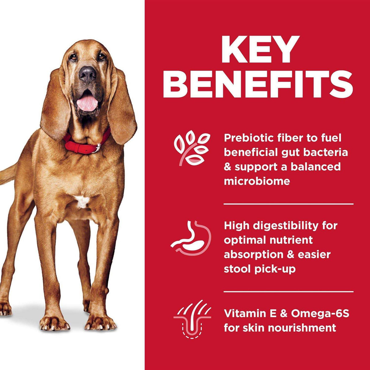 Chicken Recipe Sensitive Stomach Dry Dog Food C73130