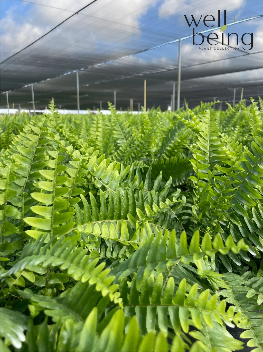Live Plant in Grower Pot O50988