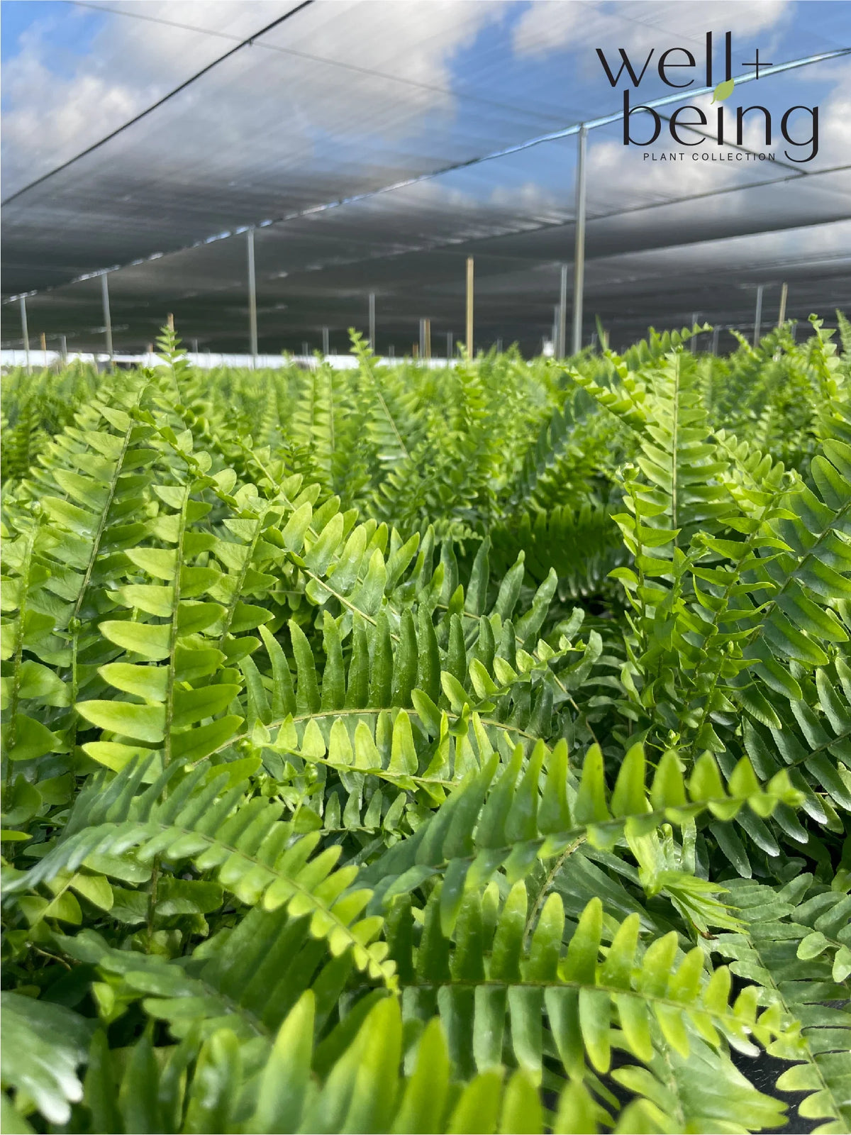 Live Plant in Grower Pot O50988