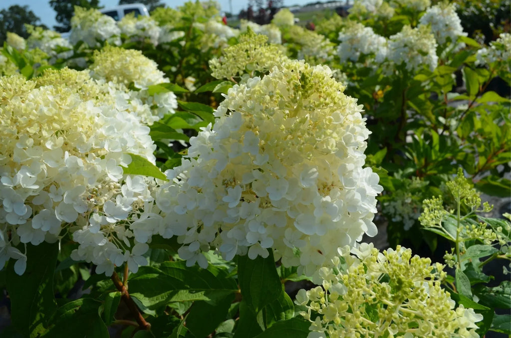Hydrangea K829199