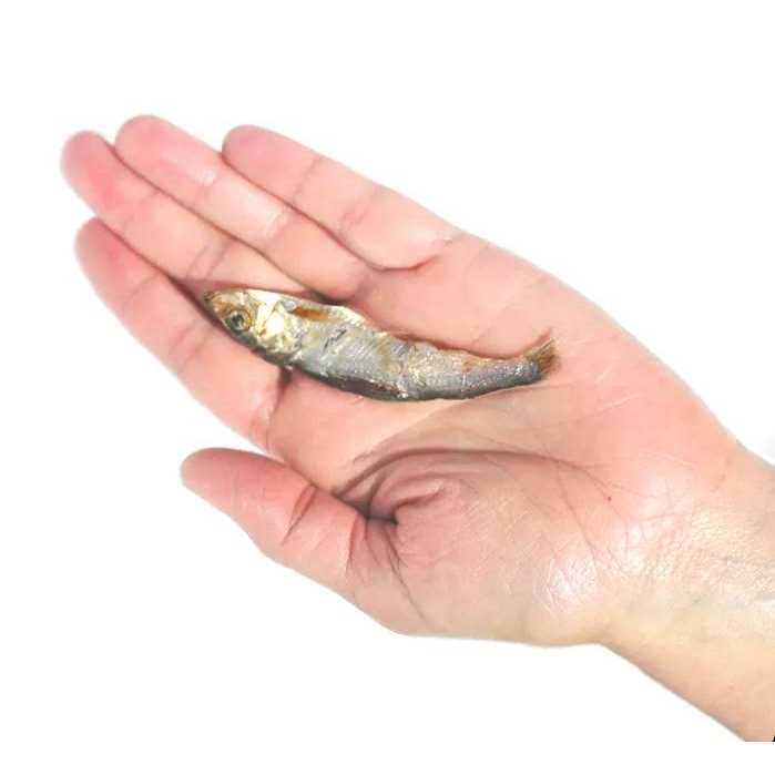 Baltic Herring Dog W3290