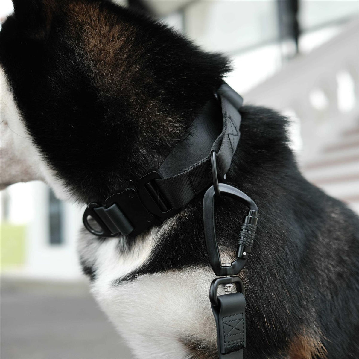Waterproof Martingale Collar O9643