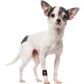 Dog Front Leg Brace Paw Compression Wraps A964229