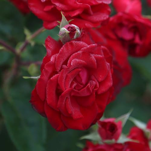 Red Climbing Rose Live Rose Bush N30436