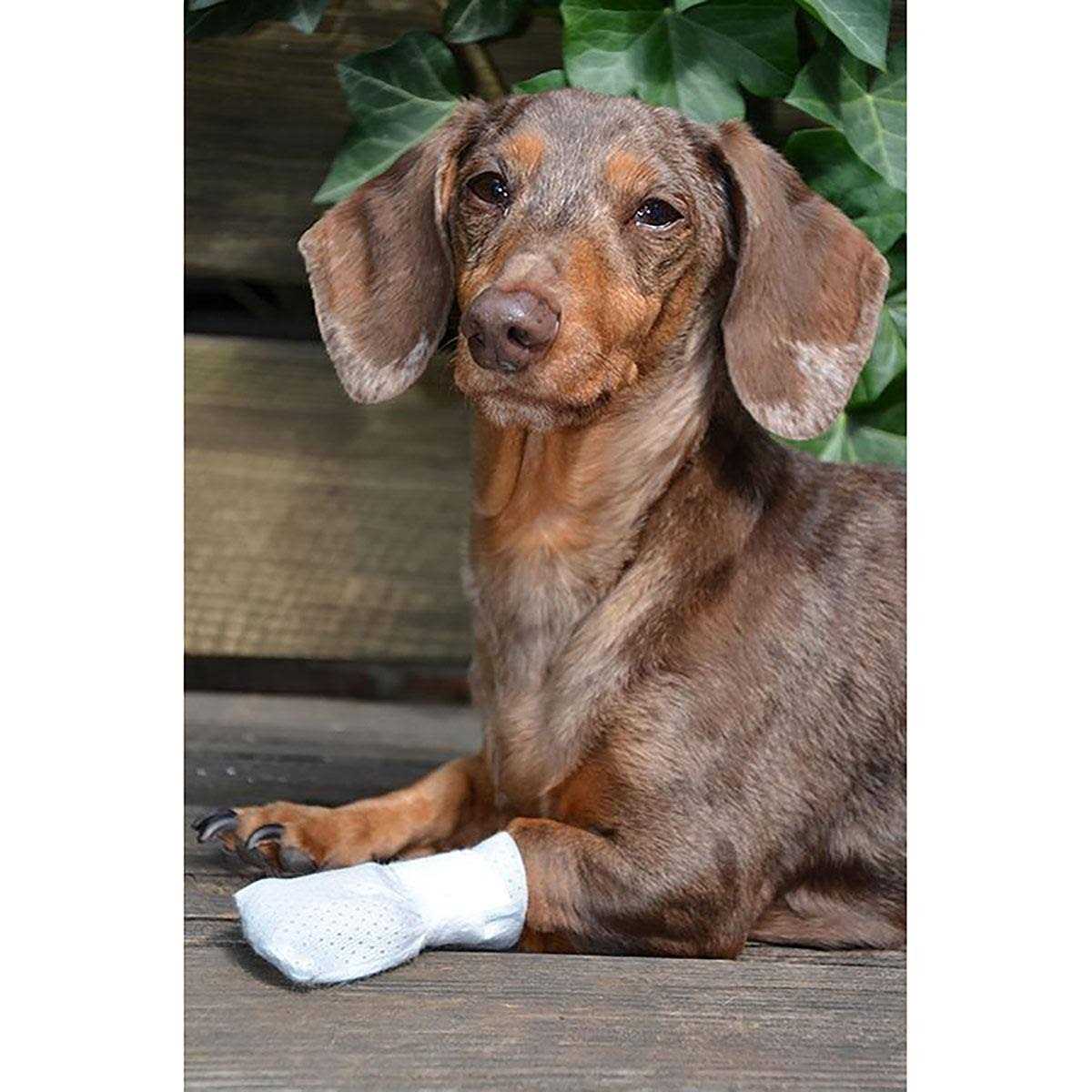 Paw Bandages for Dogs Cats and Pets E469