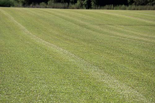Centipede Grass Seed 1 lb Coated Seeds F435075