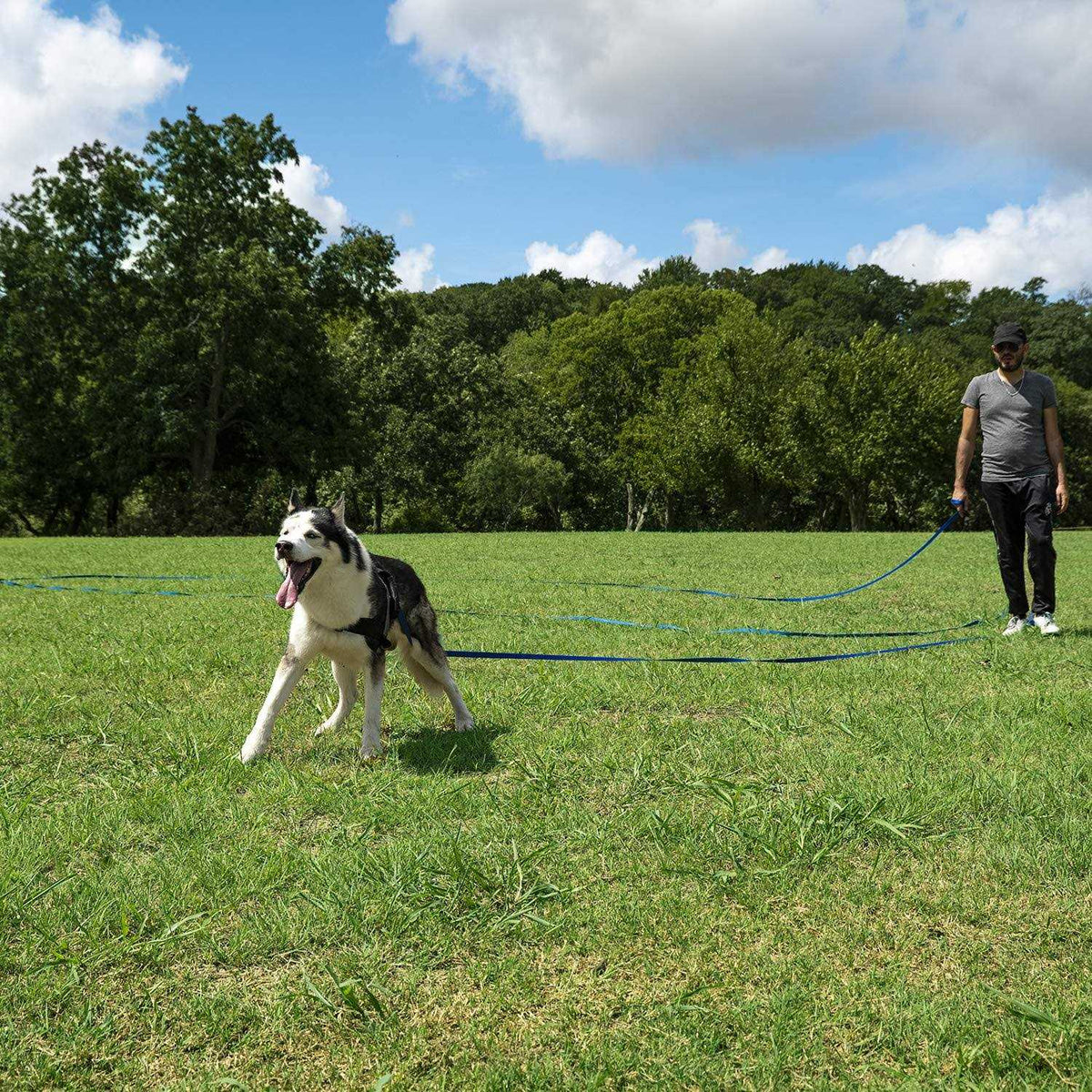 Dog Puppy Training Leash 15ft 20ft 30ft 50ft 100ft W463