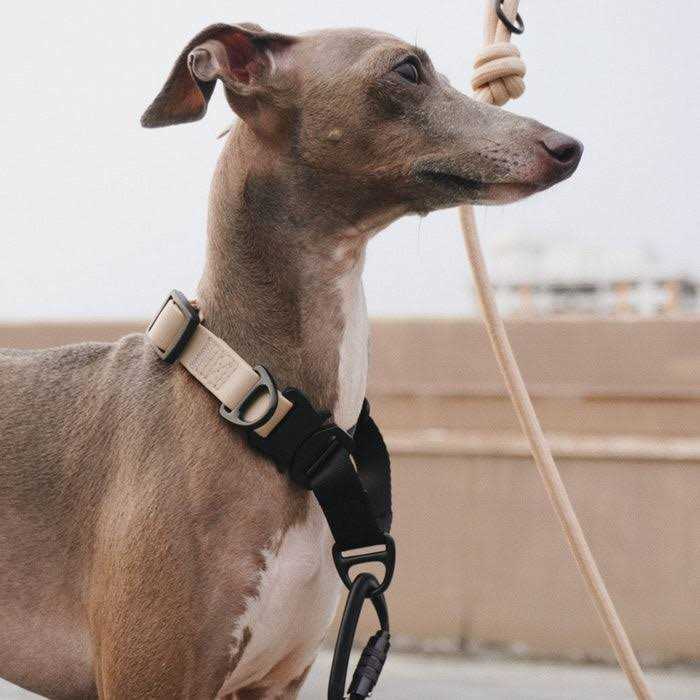 Waterproof Martingale Collar O9643