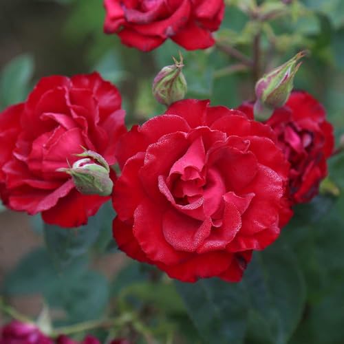 Red Climbing Rose Live Rose Bush N30436