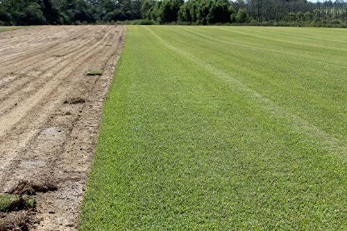 Centipede Grass Seed 1 lb Coated Seeds F435075