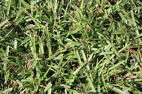 Centipede Grass Seed 1 lb Coated Seeds F435075