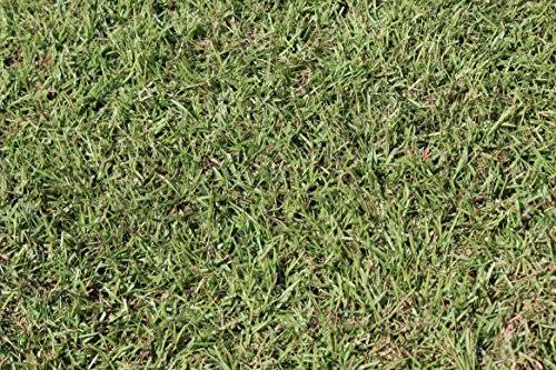 Centipede Grass Seed 1 lb Coated Seeds F435075