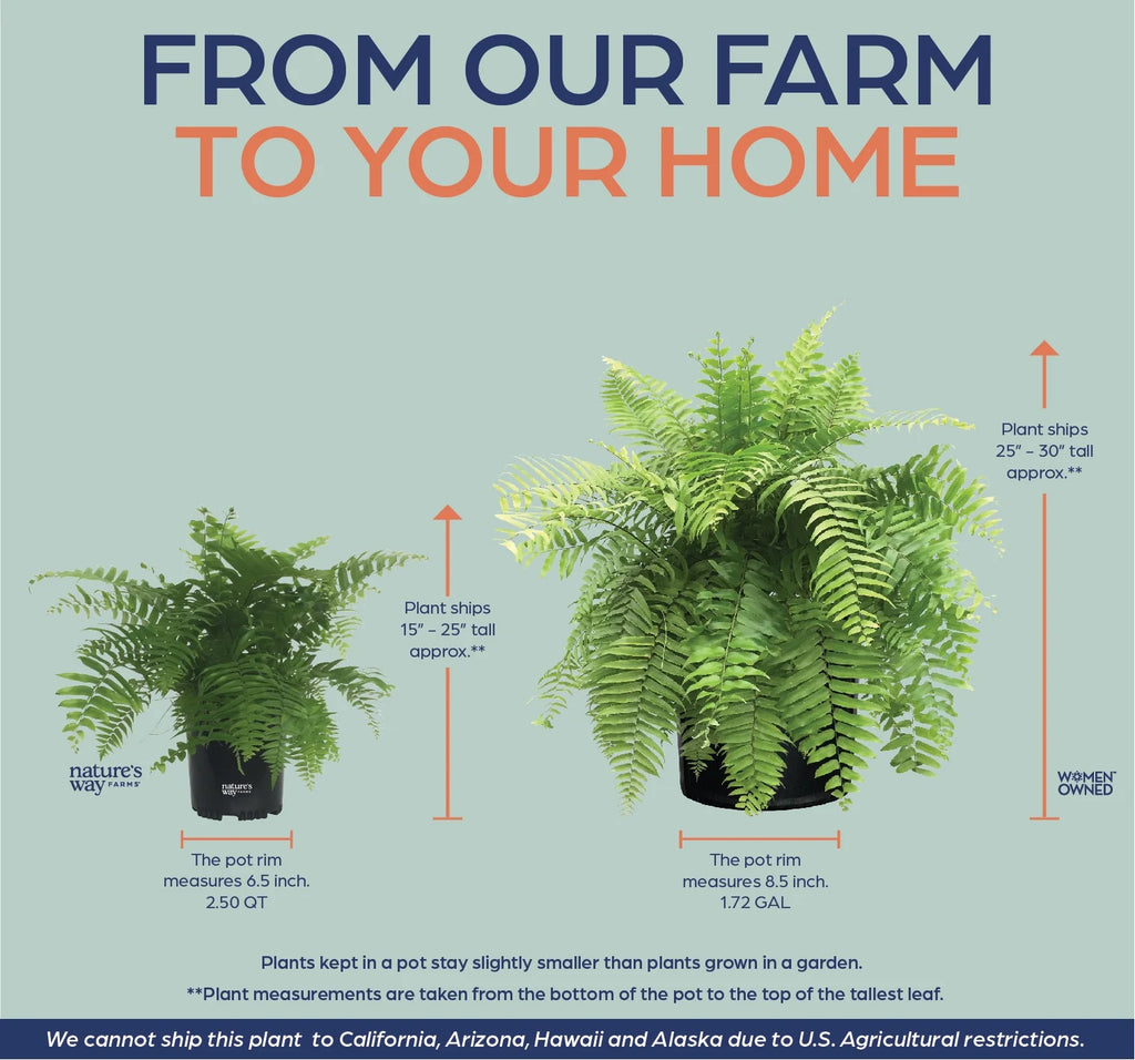Live Plant in Grower Pot O50988