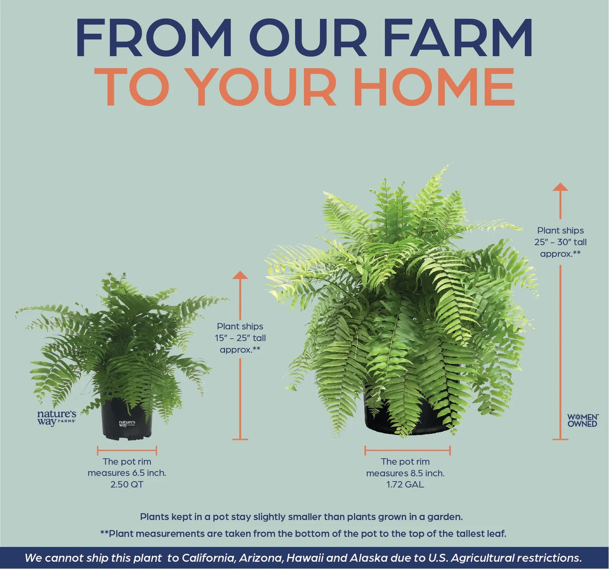 Live Plant in Grower Pot O50988