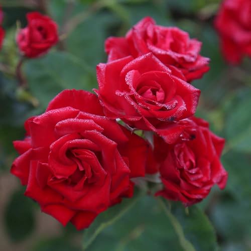 Red Climbing Rose Live Rose Bush N30436