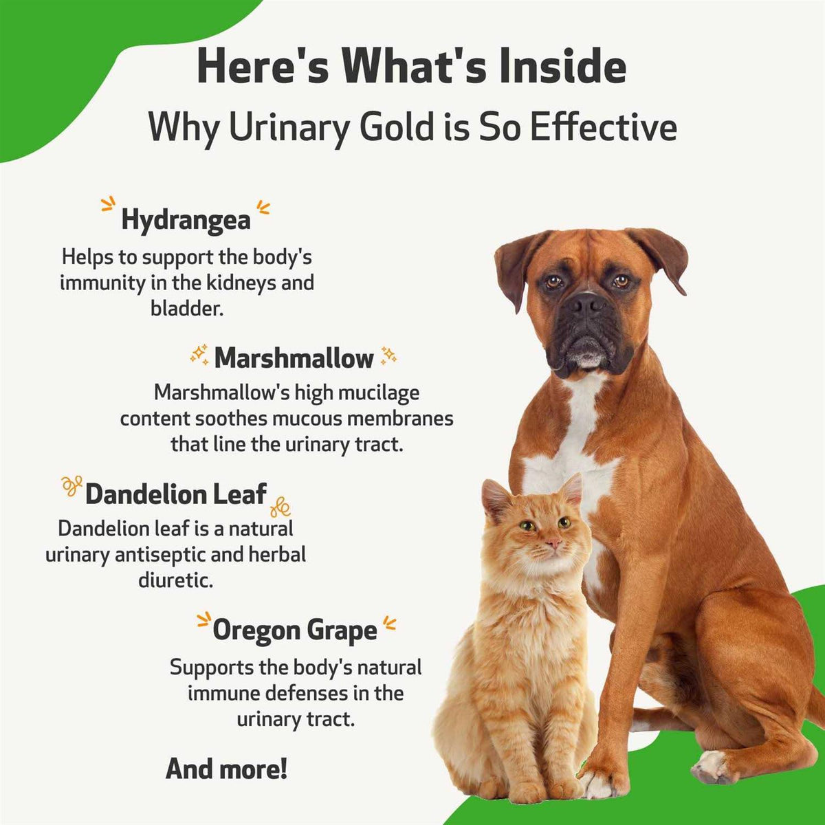 Urinary Tract Health V85483
