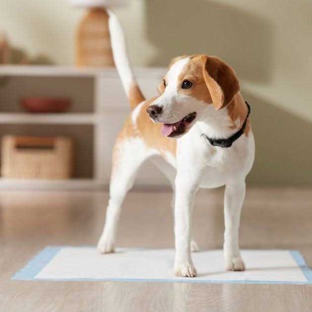 Training Potty Pads V937947
