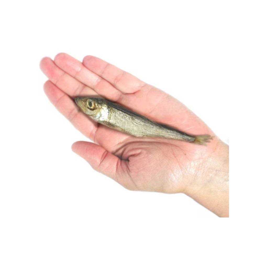 Baltic Herring Dog W3290