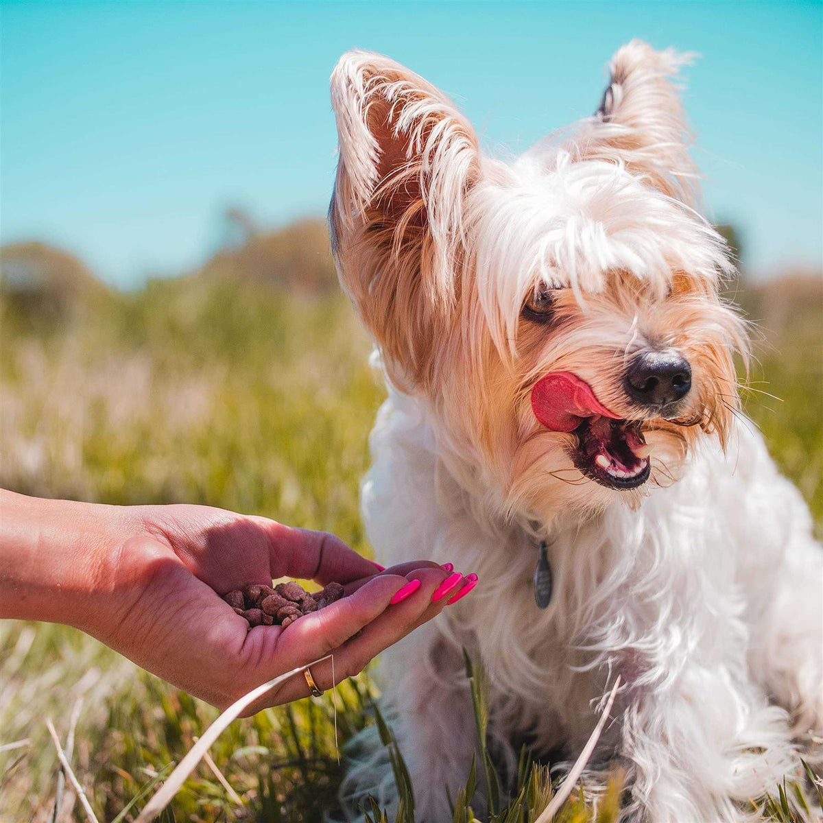 Freeze Dried Training Dog Treats P1528