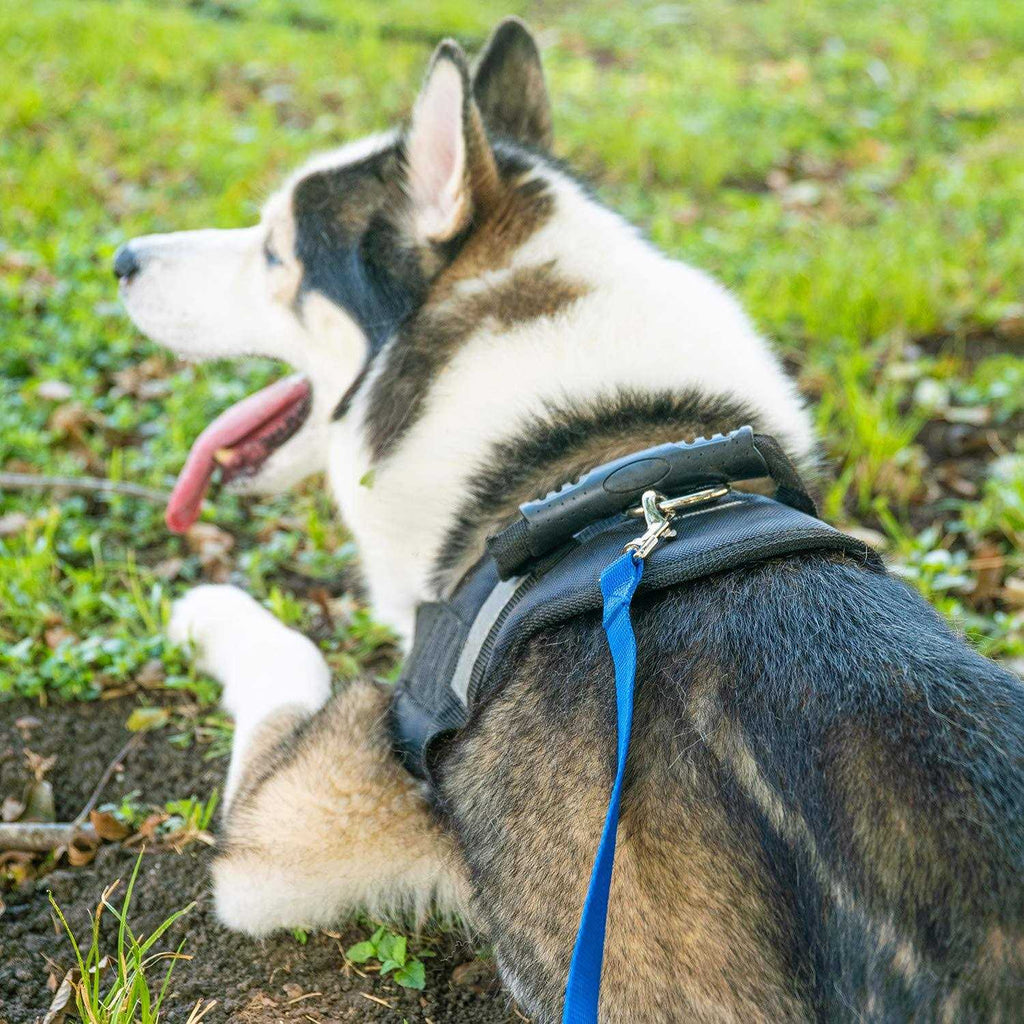 Dog Puppy Training Leash 15ft 20ft 30ft 50ft 100ft W463