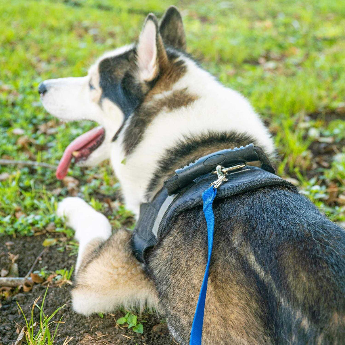 Dog Puppy Training Leash 15ft 20ft 30ft 50ft 100ft W463