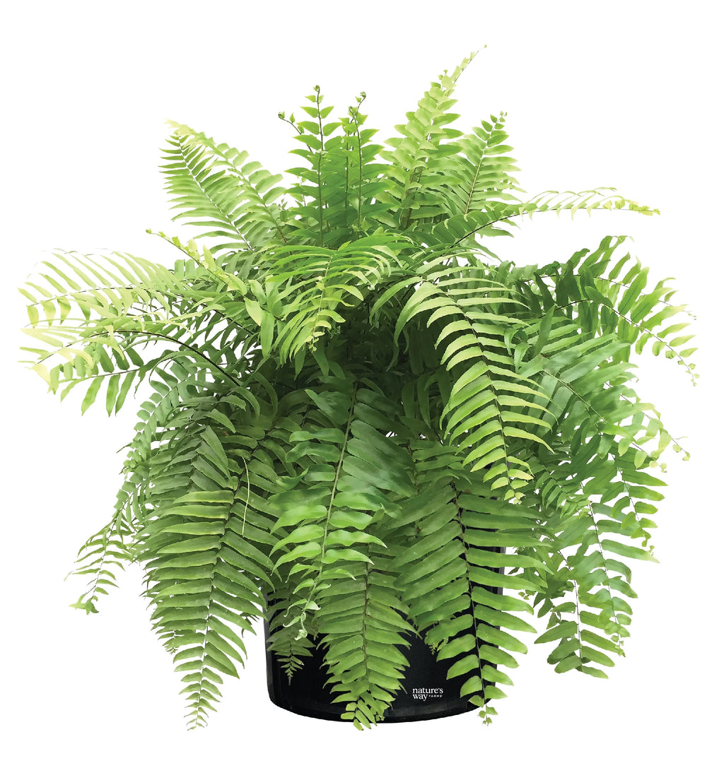 Live Plant in Grower Pot O50988