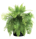 Live Plant in Grower Pot O50988