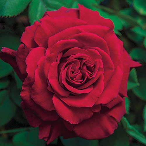 Red Climbing Rose Live Rose Bush N30436