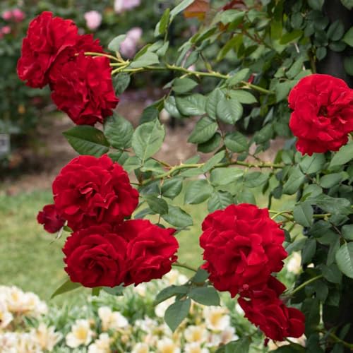 Red Climbing Rose Live Rose Bush N30436